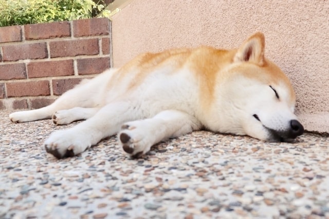 フジタニ犬小屋工事